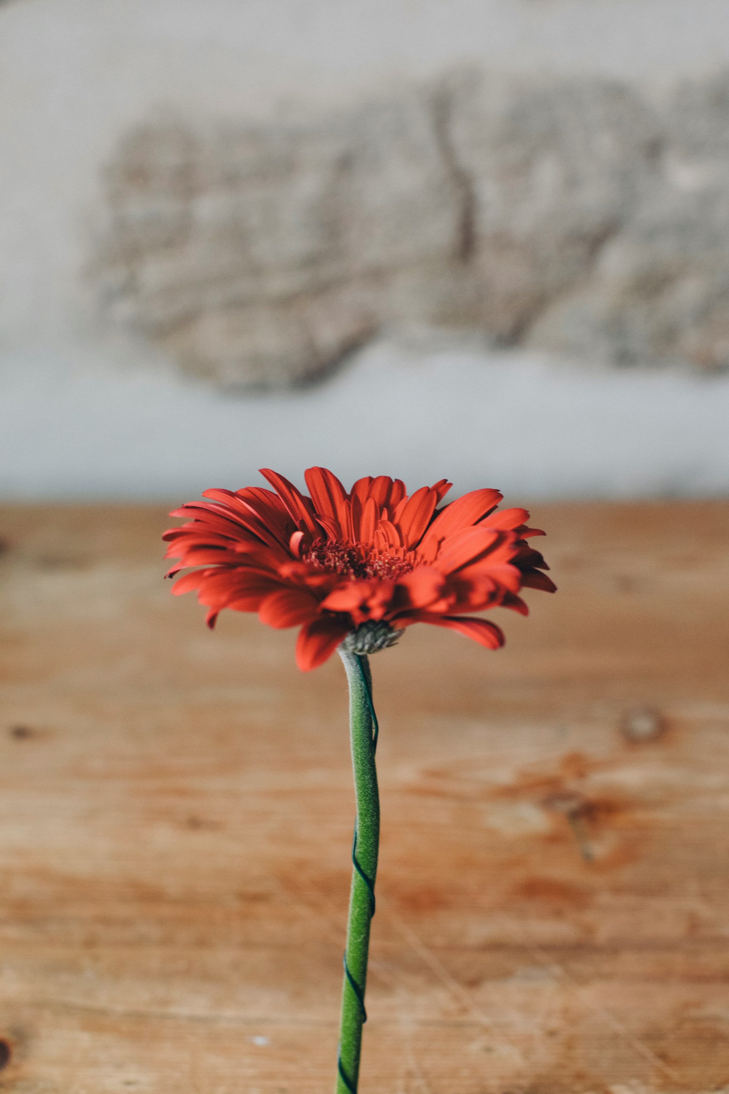 red flower in tilt shift lens